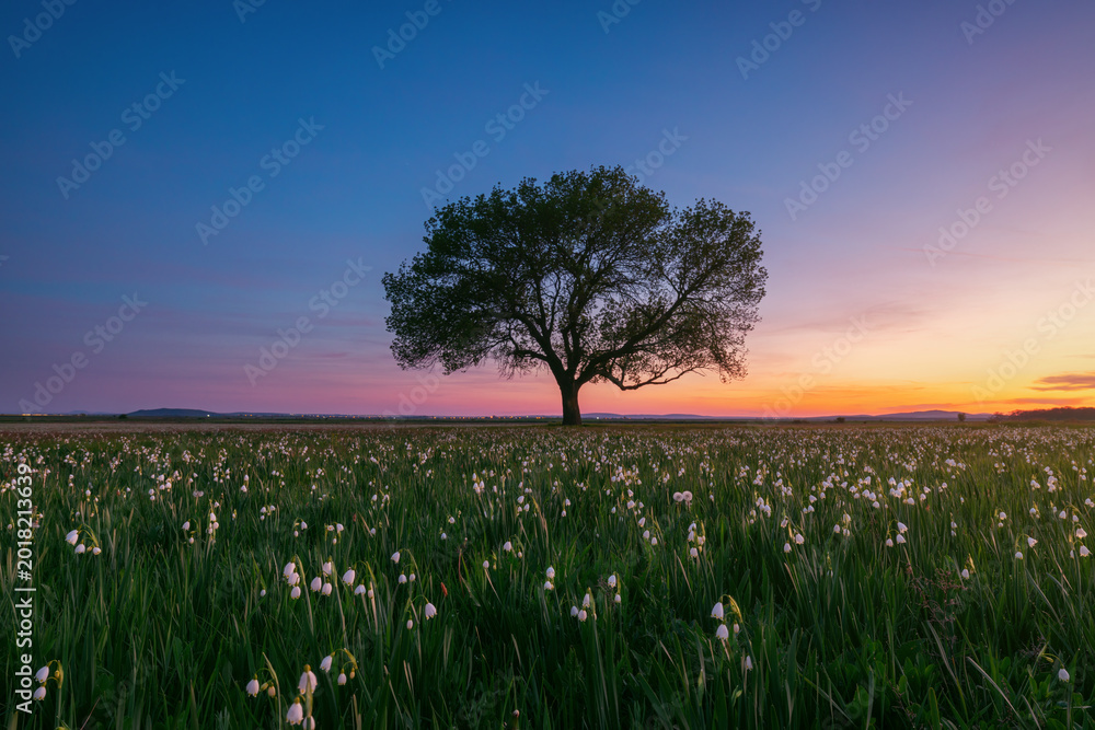 Obraz premium Summer Snowflake Flowers in a Green Meadow with a Lone Tree at Sunset