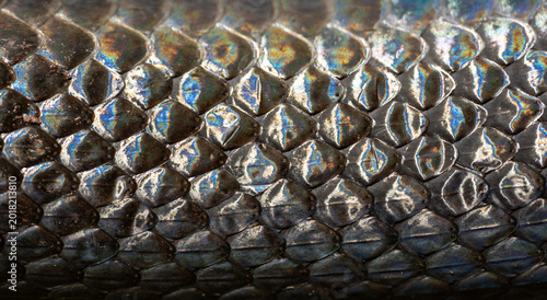 Obraz na płótnie Snake scale pattern