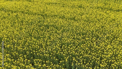 Aerial Forward Flight Over Dense Yellow Rapeseed Field Texture