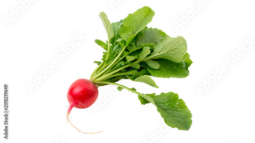 Bunch of fresh organic red radishes with long green leaves for healthy vegetable salad and cooking and nutrition on transparent background