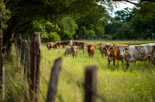 In a grassy field near Georgetown, Texas, an iconic herd of Texas Longhorn cattle is enjoying themselves.