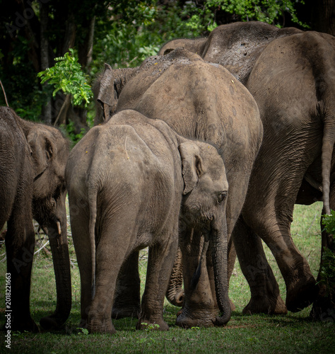 Quadro su tela Elephant calves (Elephas maximus maximus)