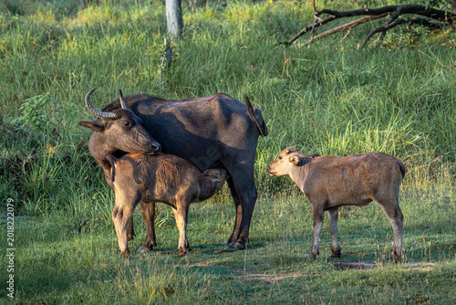 Tableau sur toile Water buffalo (Bubalus bubalis)