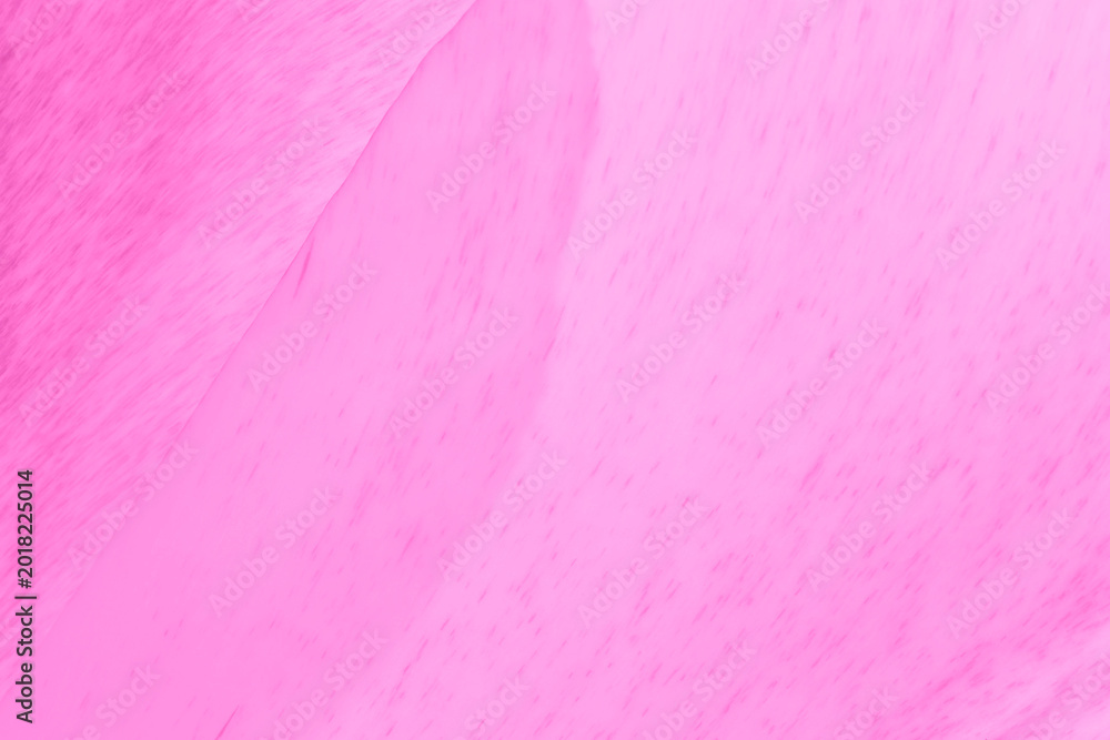 Fototapeta premium petals of tulip flower colored in pink color