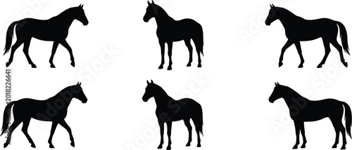 Foto Horse Silhouette Collection with Standing and Walking Equine Animal Poses for Eq