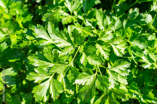 Quadro su tela Fresh green parsley bush growing in the organic garden bed