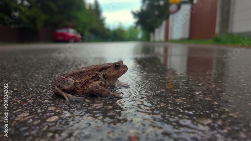 A toad sitting motionless on an asphalt road after rain.