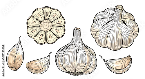 Set of detailed hand drawn garlic illustrations includes whole bulbs, cross sections, and individual cloves for a natural kitchen theme.
