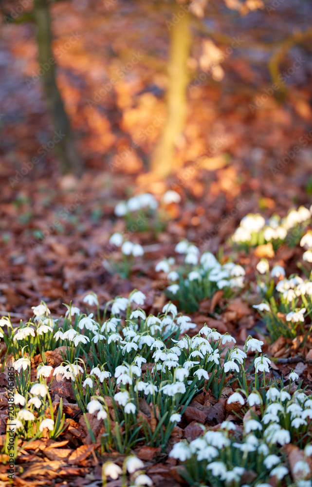 Naklejka premium Spring, leaves or snowdrop flowers in forest with botany, blossom or sustainable environment for growth. Space, blooming season and galanthus nivalis with ornamental bulb, foliage and plants outdoor.