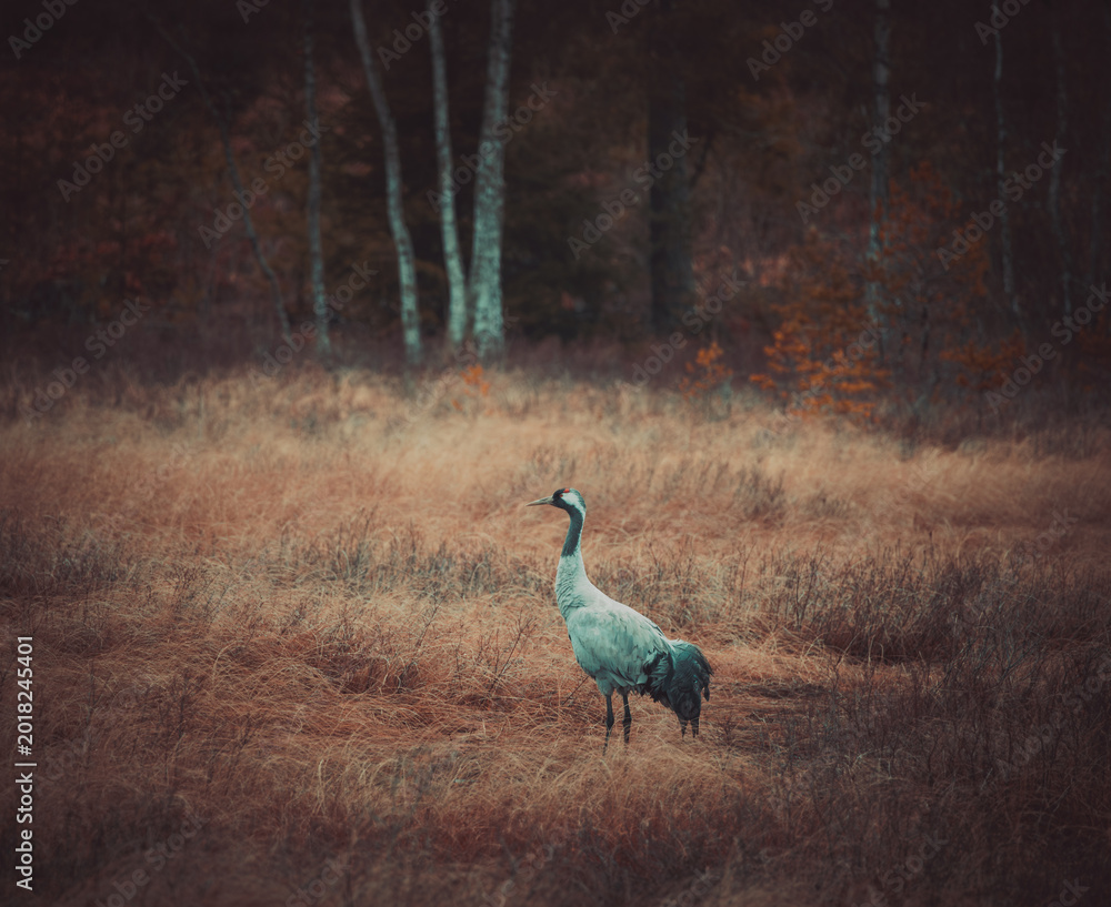 Naklejka premium grey crowned crane in the wild