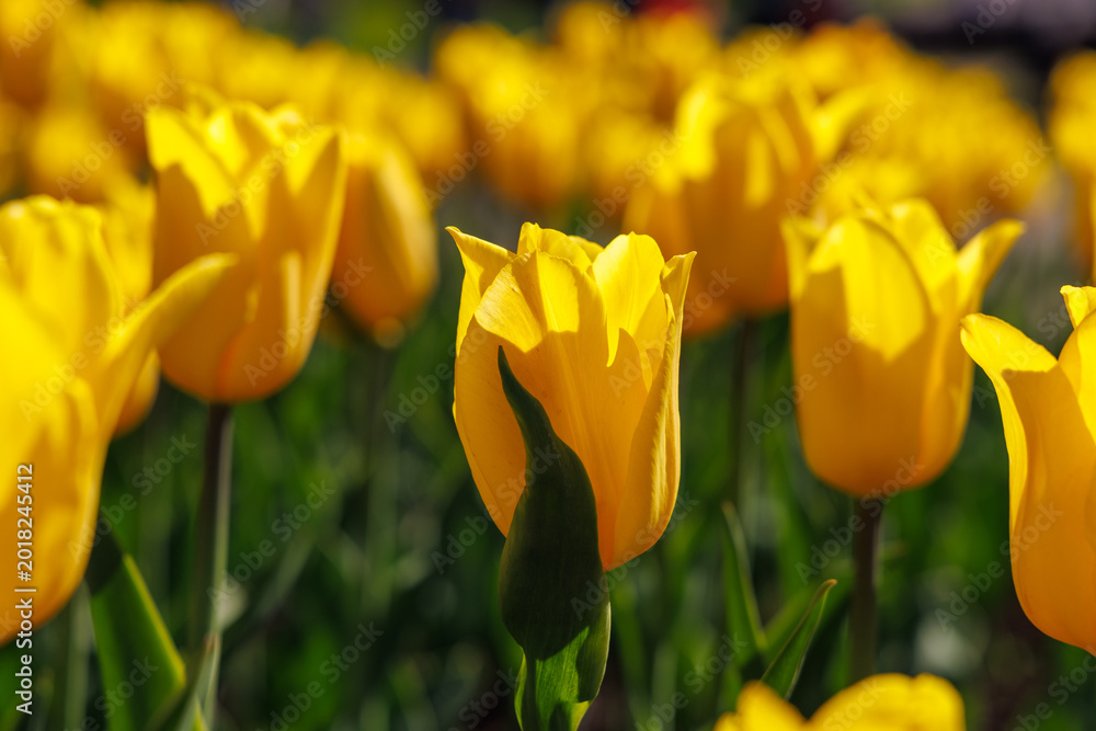 Obraz premium Yellow tulips in warm sunset light with shallow depth of field