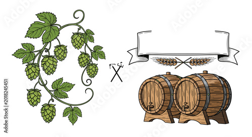 Hand drawn illustration of hops on a vine next to wooden beer barrels and a decorative banner for brewery labels.
