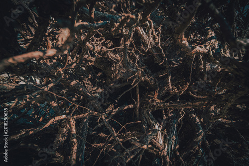 Photos Abstract dark root's