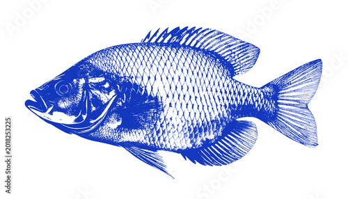 Blue Carp Fish Silhouette Transparent Background