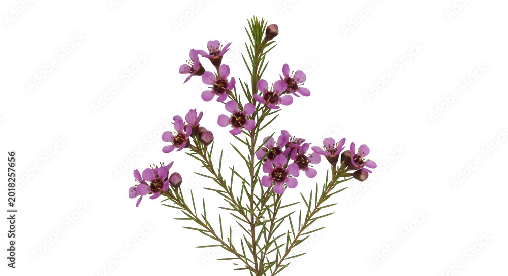 Obraz premium A sprig of chamelaucium waxflower with small pink petals and dark centers, isolated against a solid black background