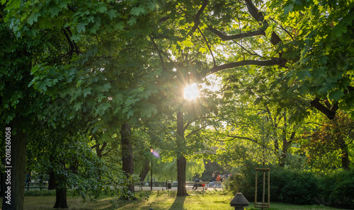 Fotografie Golden sunlight filters through lush green maple tree leaves in a quiet public park