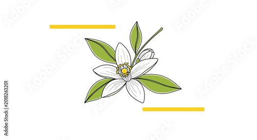 Delicate Orange Blossom Flower with Green Leaves and Yellow Accents on White Background