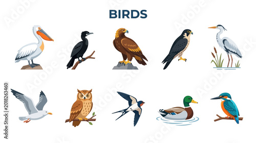 Photography Collection of Diverse Bird Species Illustrated in Realistic Style