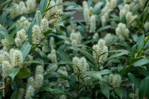 Tableau sur toile Lush white flower spikes of a cherry laurel shrub bloom brightly surrounded by deep green leaves