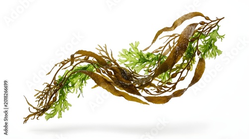 Brown seaweed with green leaves floating in water, captured in close-up view