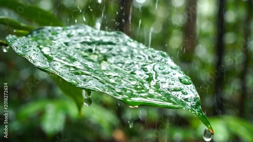 Rain drops fall on a green leaf in the forest creating a relaxing and peaceful natural scene with water and nature sounds