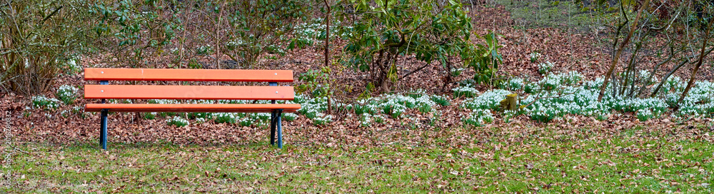 Obraz premium Autumn, bench and white flowers in park with plants, sustainability and peaceful environment to relax. Banner, snowdrop botany or trees outdoor with chair, fall foliage or nature scenery for serenity