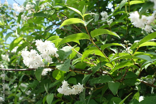 Photos Green leaves and white flowers of double Deutzia crenata in June