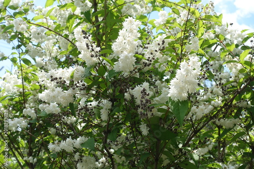 Fotografie Gobs of white flowers of double Deutzia crenata in June