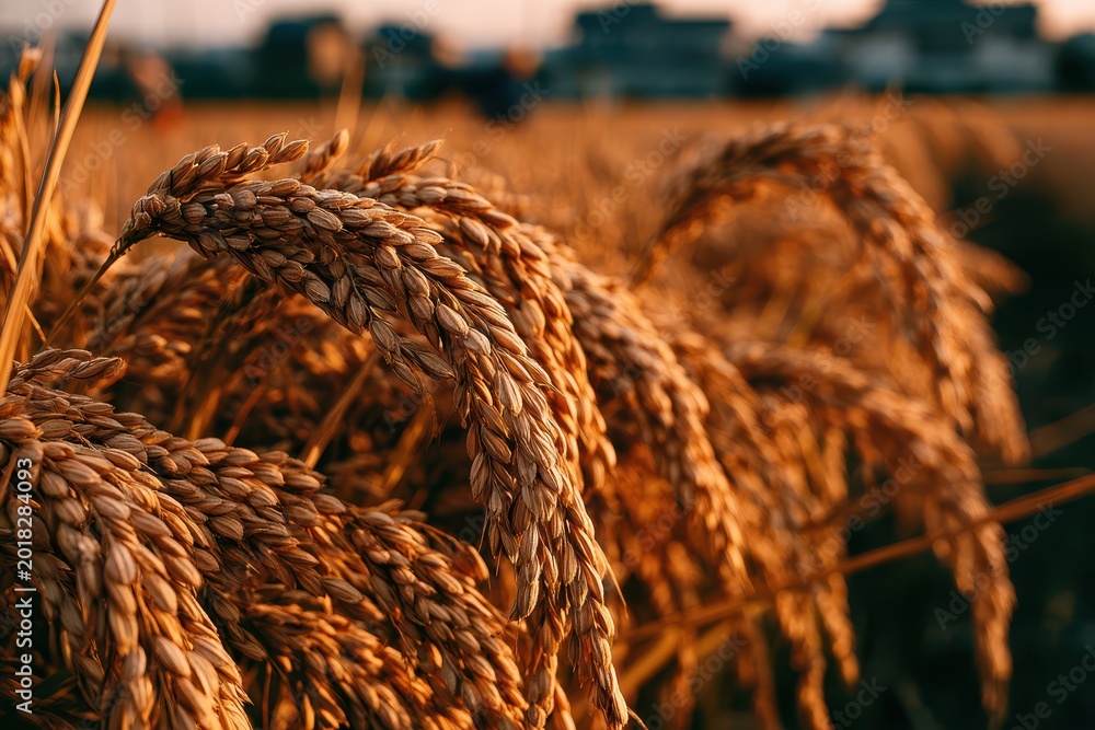 Obraz premium Golden rice stalks ripen in the warm glow of sunset, ready for harvest in a rural field.