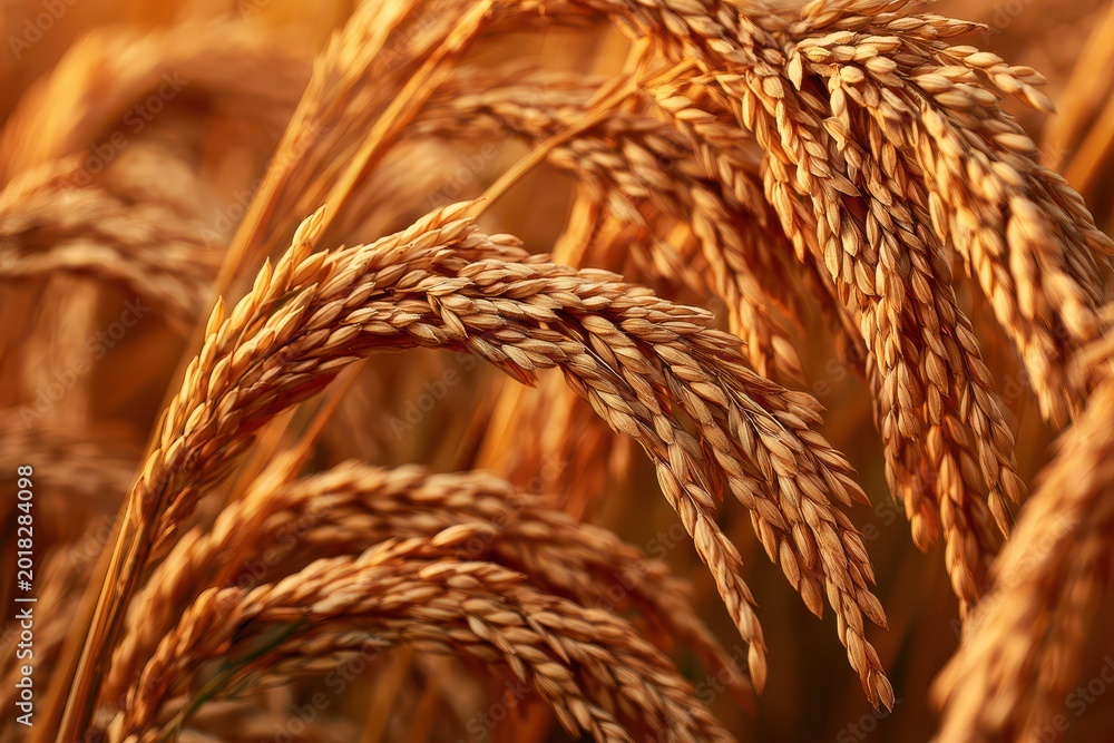 Obraz premium Close-up of ripe golden rice stalks ready for harvest in a sunlit field, agriculture concept.