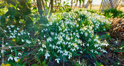 Schilderij op canvas Plants, bloom or snowdrop flowers in garden with leaves, trees and sustainable environment for growth