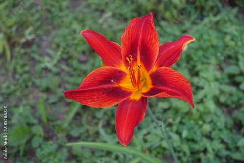 Fotografie Closeup of red flower of Hemerocallis fulva in mid July