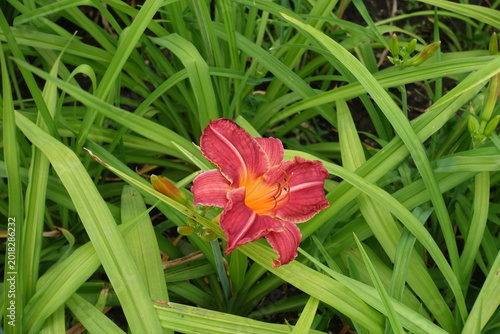 Fotografia Crimson red flower of Hemerocallis fulva in July