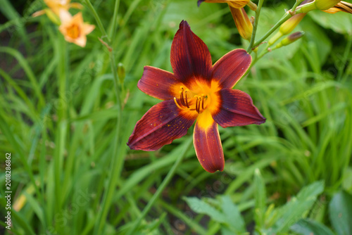 Fotografie Dark red flower of Hemerocallis fulva in July