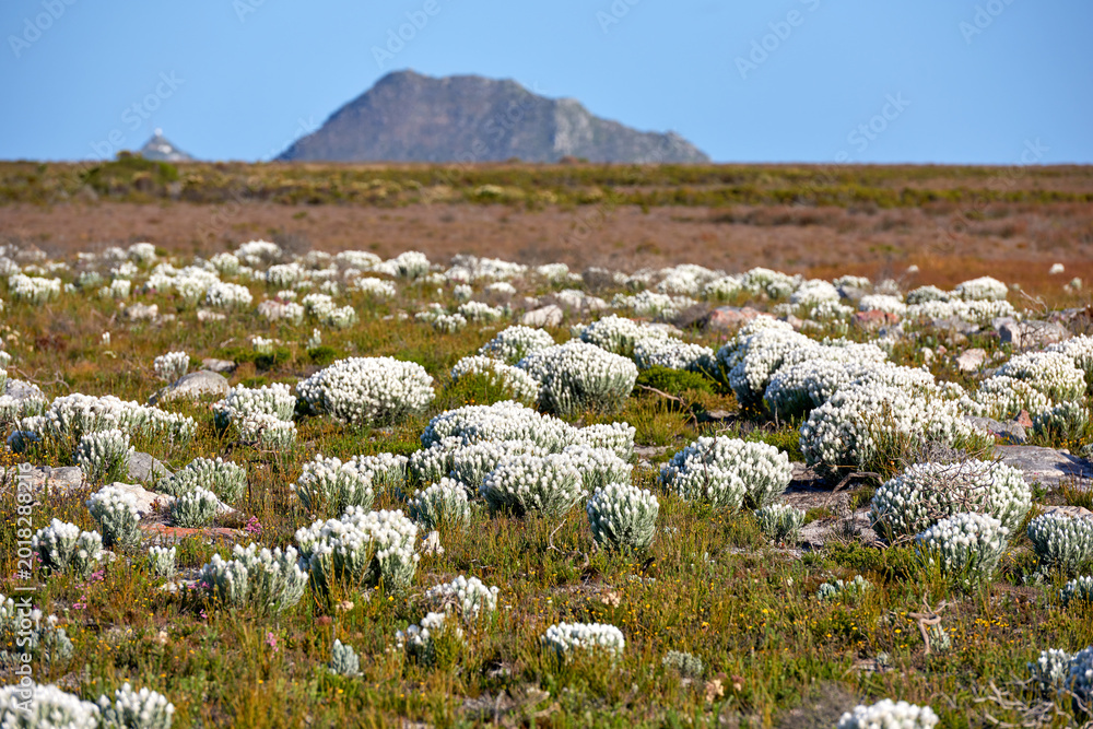 Obraz premium Landscape, wild flowers and field with growth in nature with mountains, sky and bush on horizon. Savannah, everlastings blossom and shrub on ground, spring and environment at floral conservation park