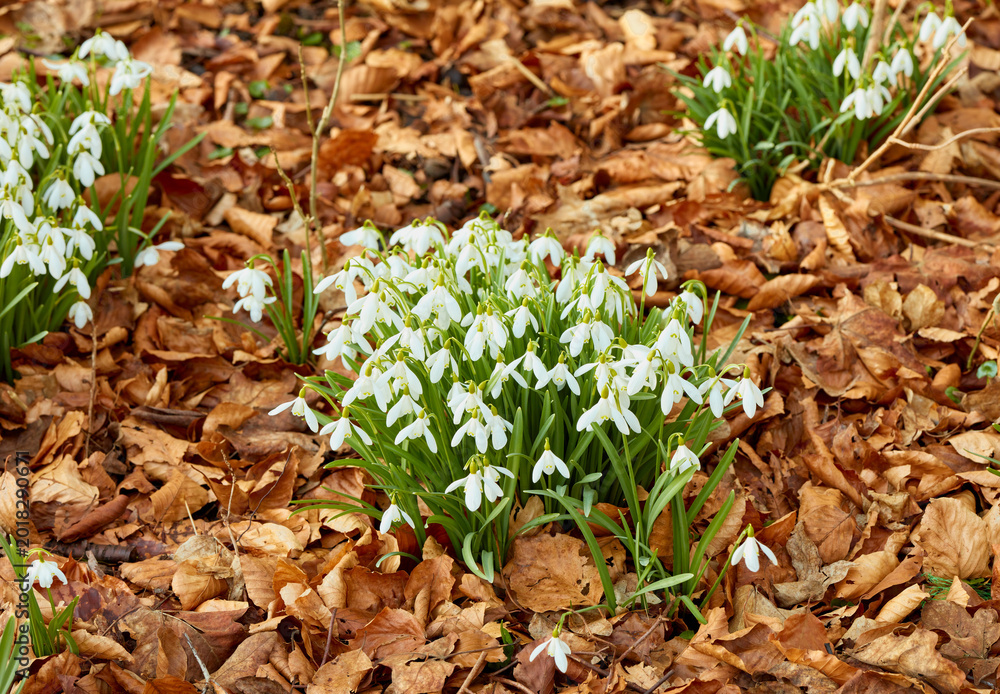 Obraz premium Autumn, outdoor and white flowers in nature with growth, brown leaves and sustainable environment. Floral shrubs, galanthus nivalis or snowdrop in forest with ornamental bulb, plants or fall foliage.