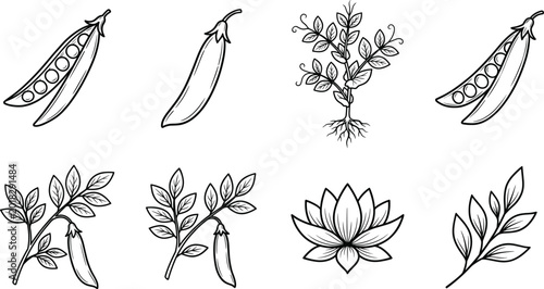 Tablou pe pânză Botanical Hand Drawn Pea Pod and Garden Plant Icon Set Featuring Green Peas, Gro