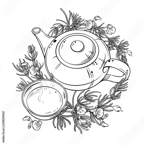 Rooibos Tea in Teapot aroma beverage Outline Illustration. Vector isolated for Design and Decoration for Cafeteria, Posters, Banners, Cards.