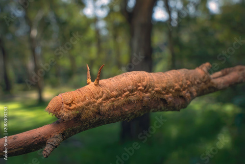 Konstfotografi A bizarre gum snout moth (Entometa fervens) moving along a branch with sun-dappl