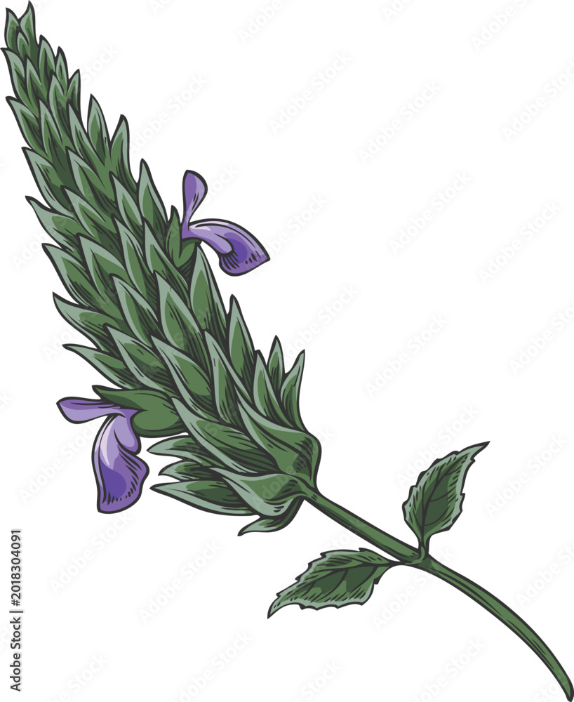 Obraz premium Chia plant with blue flowers vector sketch, Salvia hispanica, condiment or seasoning grains, seeds, superfood foliage