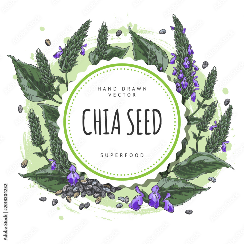 Obraz premium Chia plant with blue flowers and seeds sketch, vector hand drawn round label design, Salvia hispanica, superfood