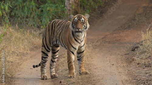 Bengal tiger yawning in slow motion at Ranthambore National Park