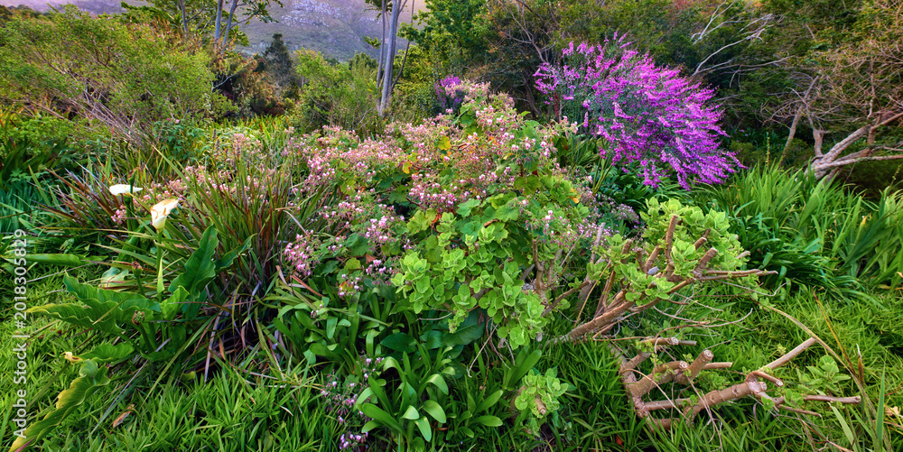 Obraz premium Botanical, summer or flowers in nature with growth, habitat or floral structure in ecology. Botany, meadow or regal geranium outdoor with development, plants or wild flora in wilderness environment.
