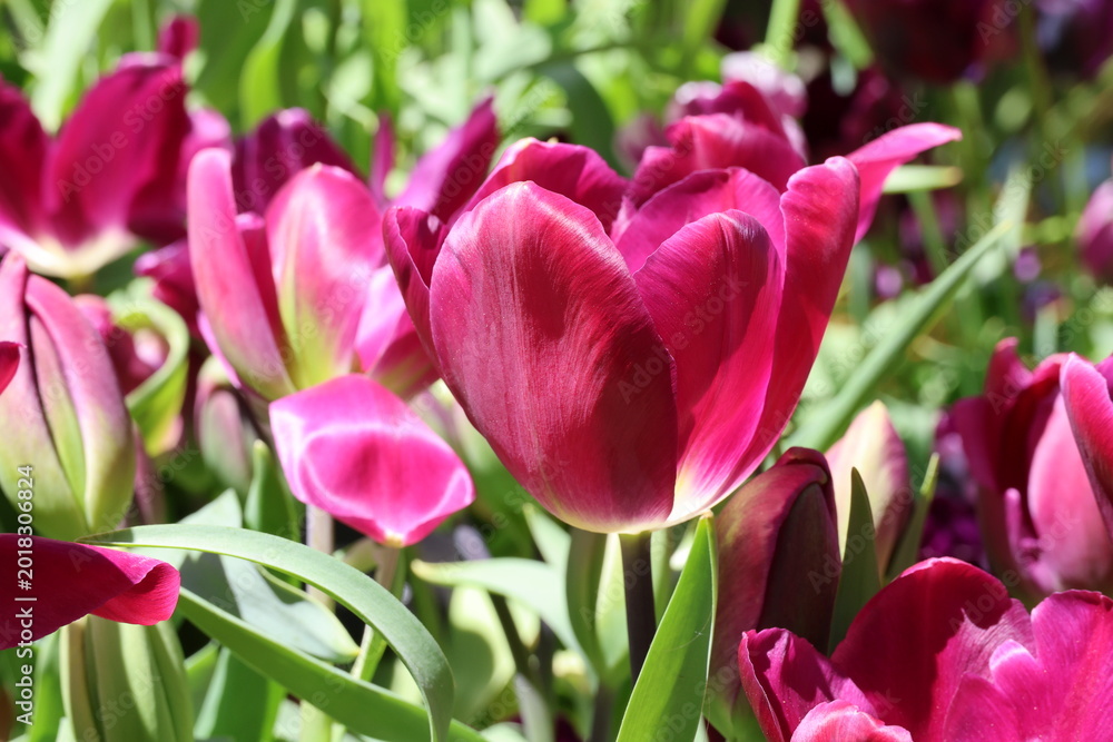 Obraz premium Tulipa 'Kansas Proud'. Close up of single velvety, deep purple pink tulip flower in the spring. 