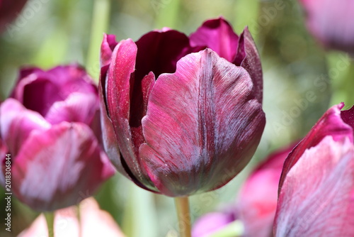 Tulipa 'Ronaldo'. Close up of single deep velvet redish purple tulip in spring. 