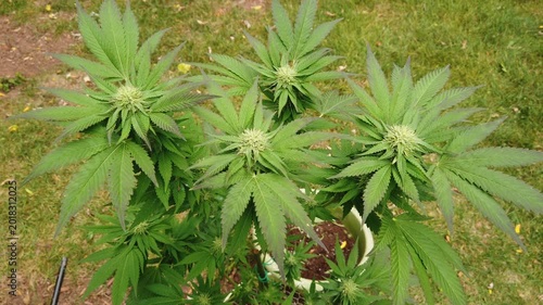 The top of a cannabis marijuana plant during flowering. The white pistils and stigma indicating that this is early in the flowering process and likely weeks away from harvest.