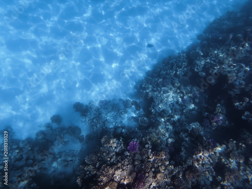 Stunning Underwater View of Coral Reef with Tropical Fish and Sunlight Ripples on Sandy Sea Floor in the Red Sea