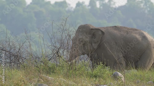 Super tusker elephant walking in slow motion in Jim Corbett National Park