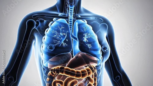 3D medical render animation of human female anatomy showing lungs and internal organs