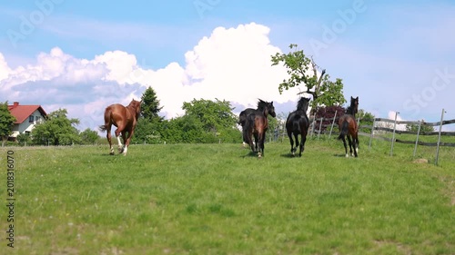Warmblood sport horses galloping and playing together on sunny pasture during energetic herd movement